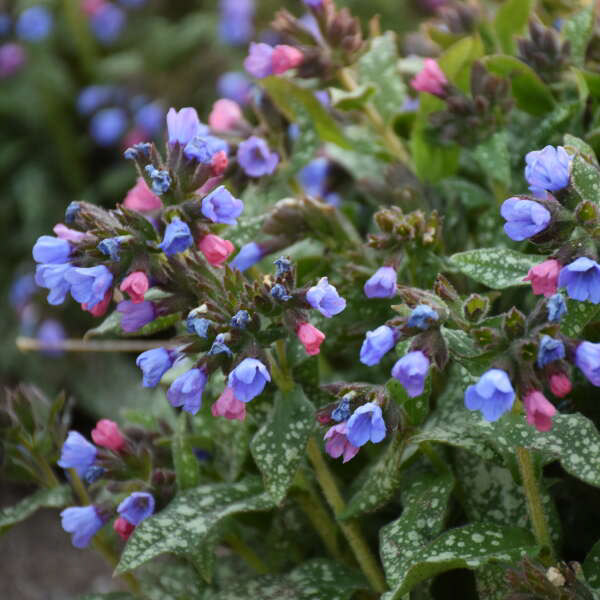 Pulmonaria Pink-a-Blue
