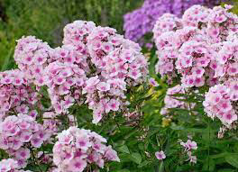 Phlox ~ Tall Garden ~ Bright Eyes