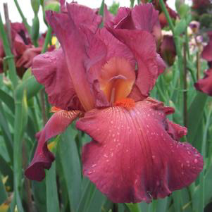 Iris Germanica Tall Bearded REd