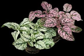 Hypoestes White & Pink (Polka Dot Plant)