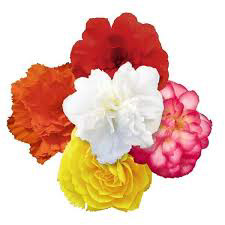 Begonia Non Stop Joy Mix