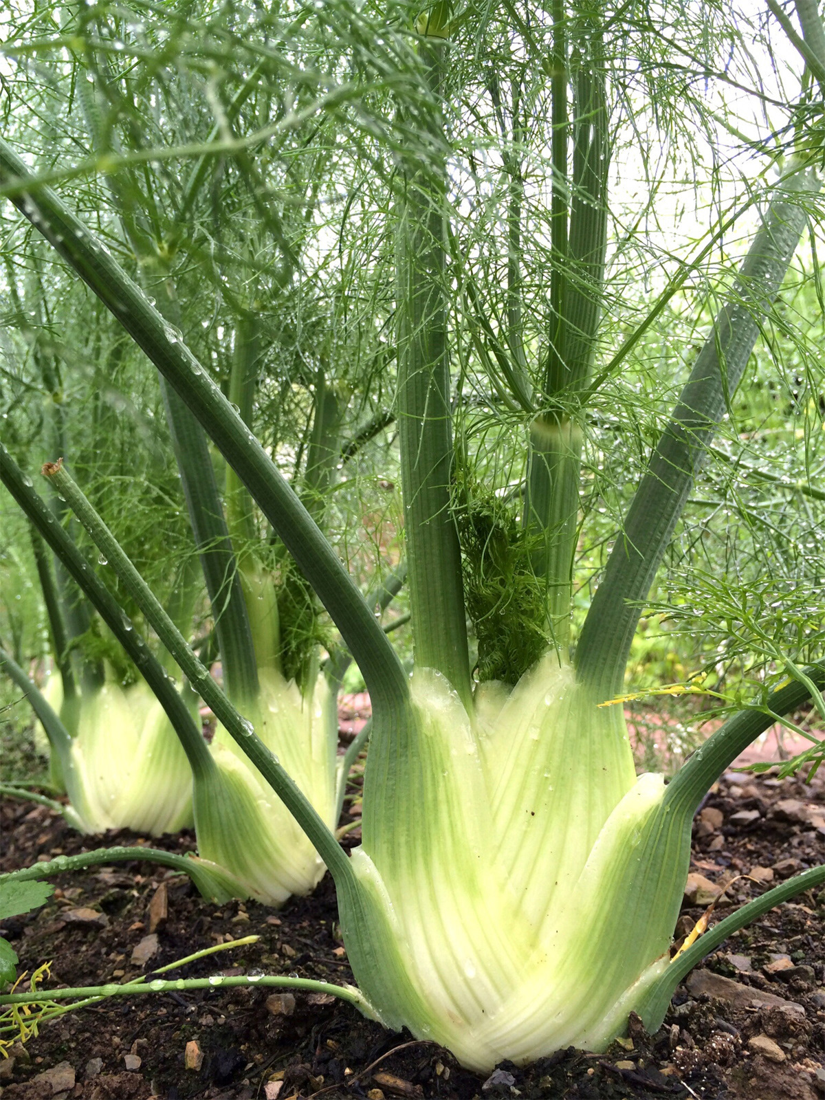 Fennel