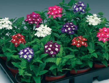 Verbena Obsession Eyed Mix