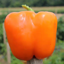 Sweet Canyon Orange