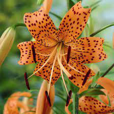 Asiatic Lily Orange Tiger