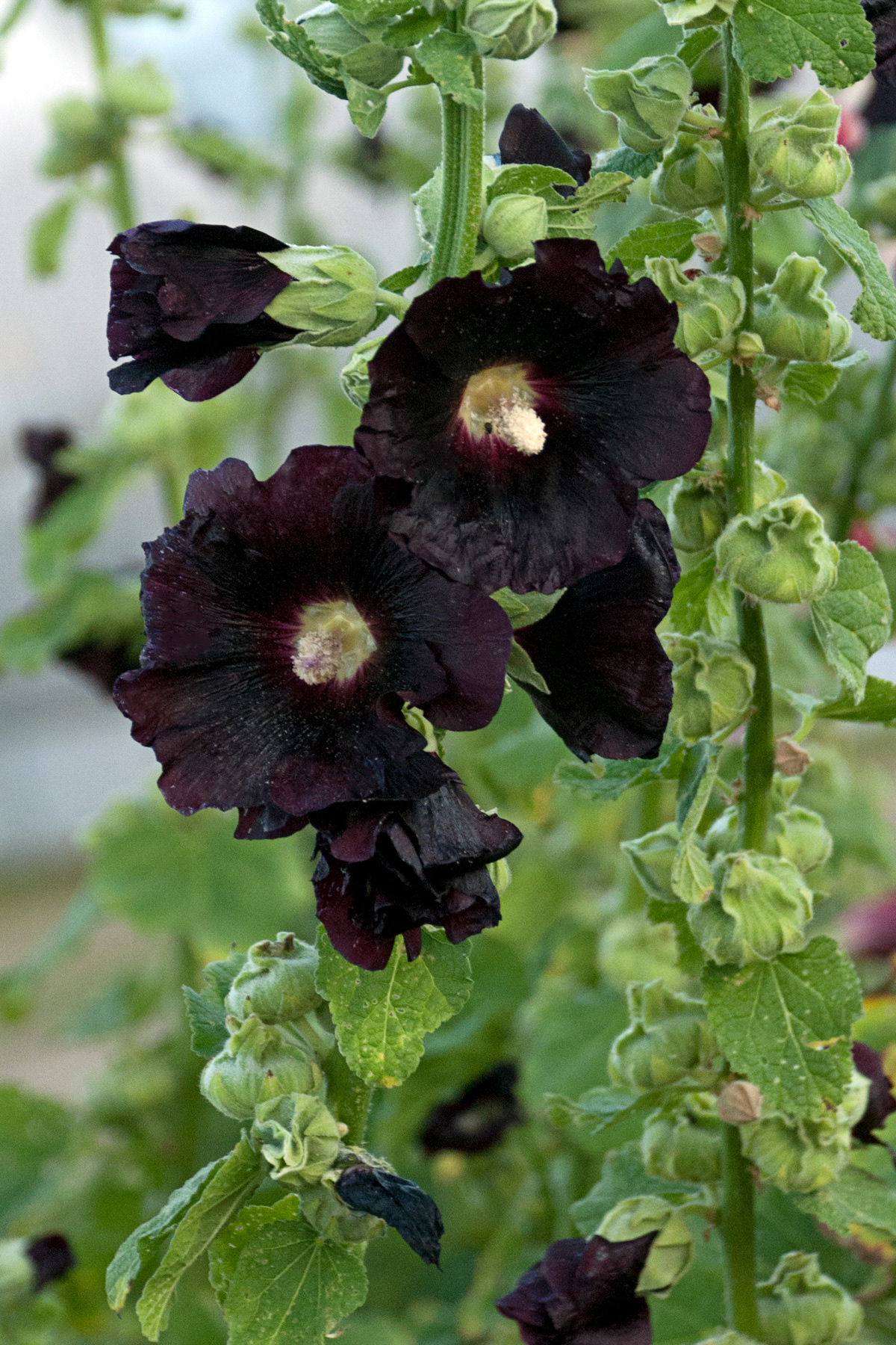 Alcea Blacknight (Hollyhock)