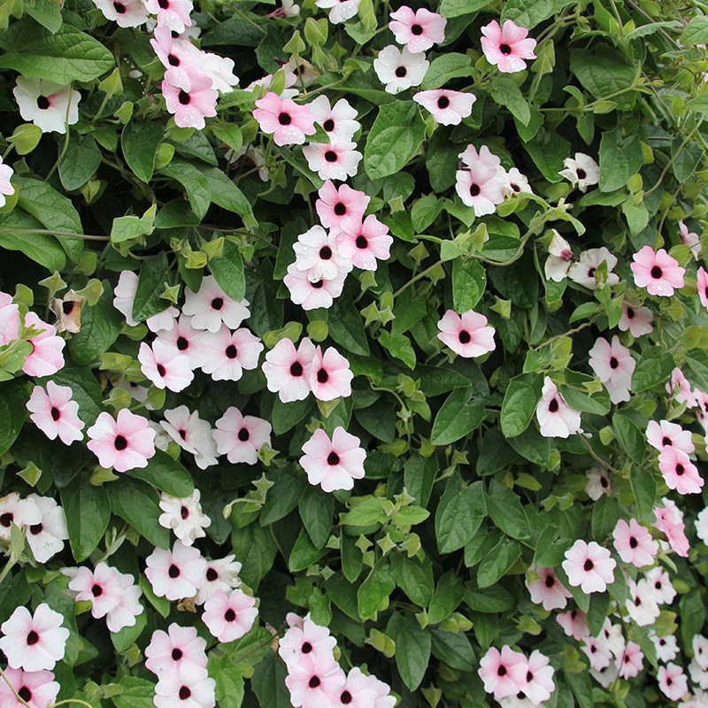 Thunbergia Sunny Susie Pink Beauty