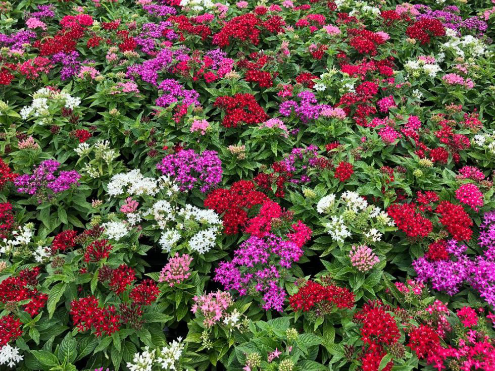 Pentas Butterfly Mix