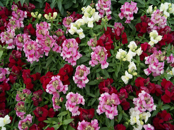 Snapdragon Merlot Mix