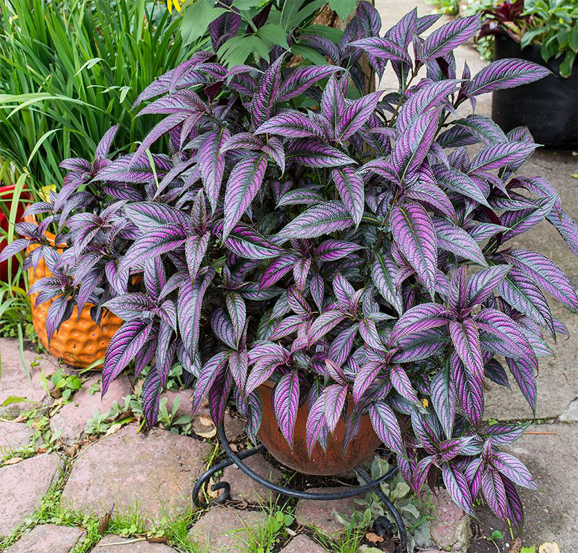 Persian Shield