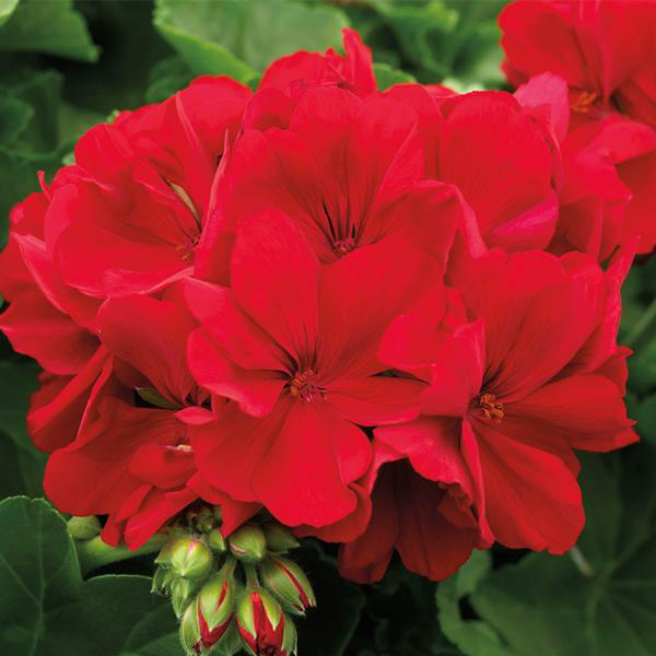 Large Dark Red