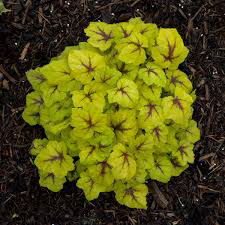 Coral Bells (Heuchrella) Catching Fire
