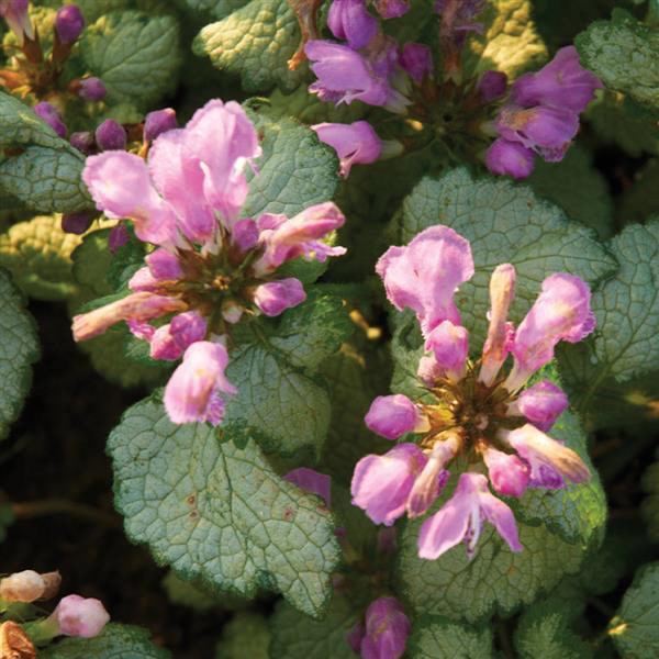Dead Nettle (Lamium) Red Nancy