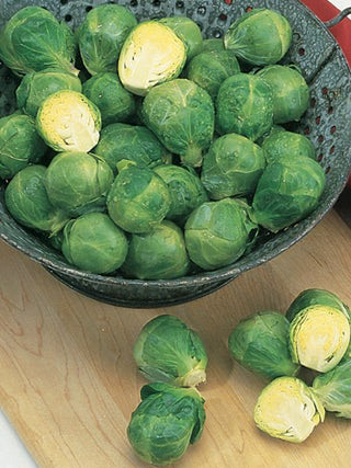 Catskill Brussels
