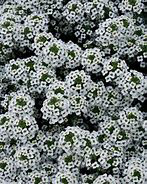Alyssum Snow Princess PW