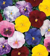 Pansy Monet Mix