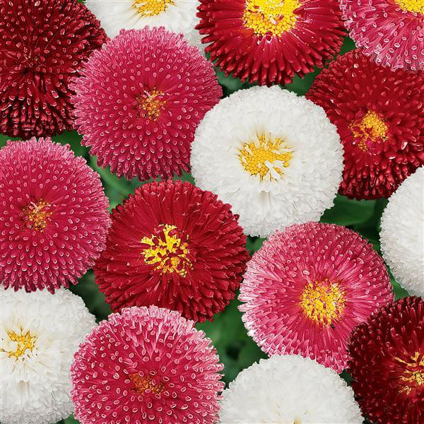 Bellis (English Daisy)