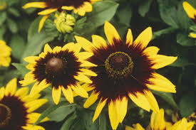 Rudbeckia Sonora
