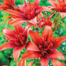 Asiatic Lily Red Twin