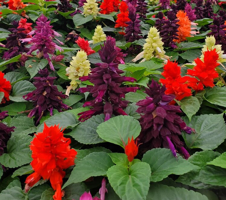Salvia Vista Mix