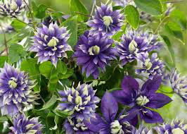 Clematis Taiga