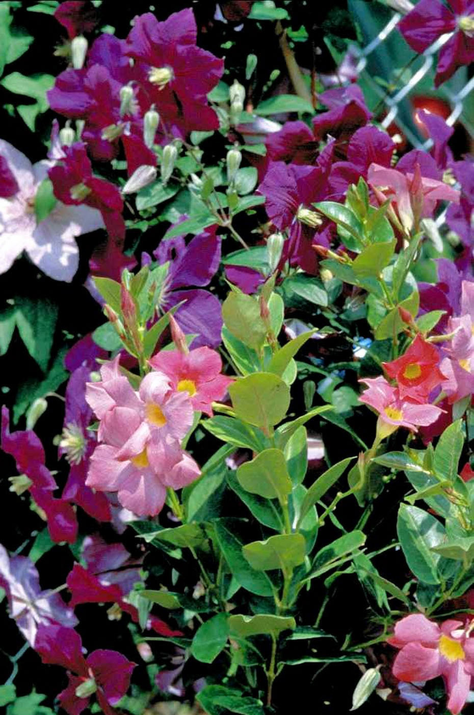 Mandevilla Bold Mix