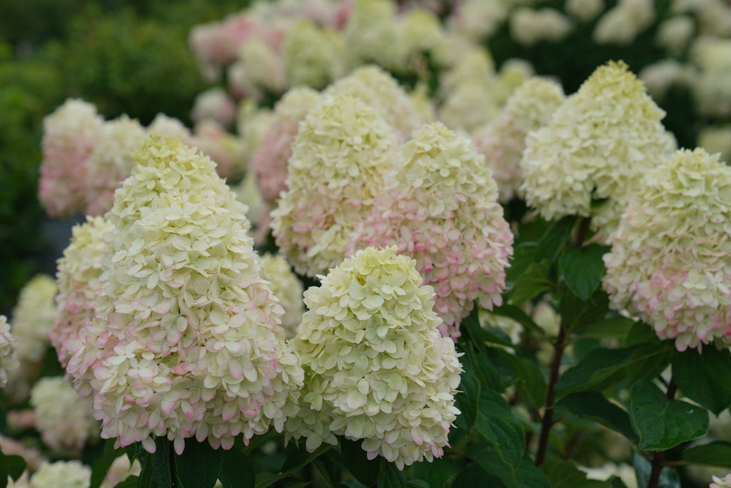 Hydrangea Limelight PW