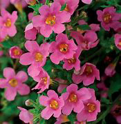 Bacopa Pinktopia