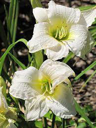 Daylily Gentle Shephard