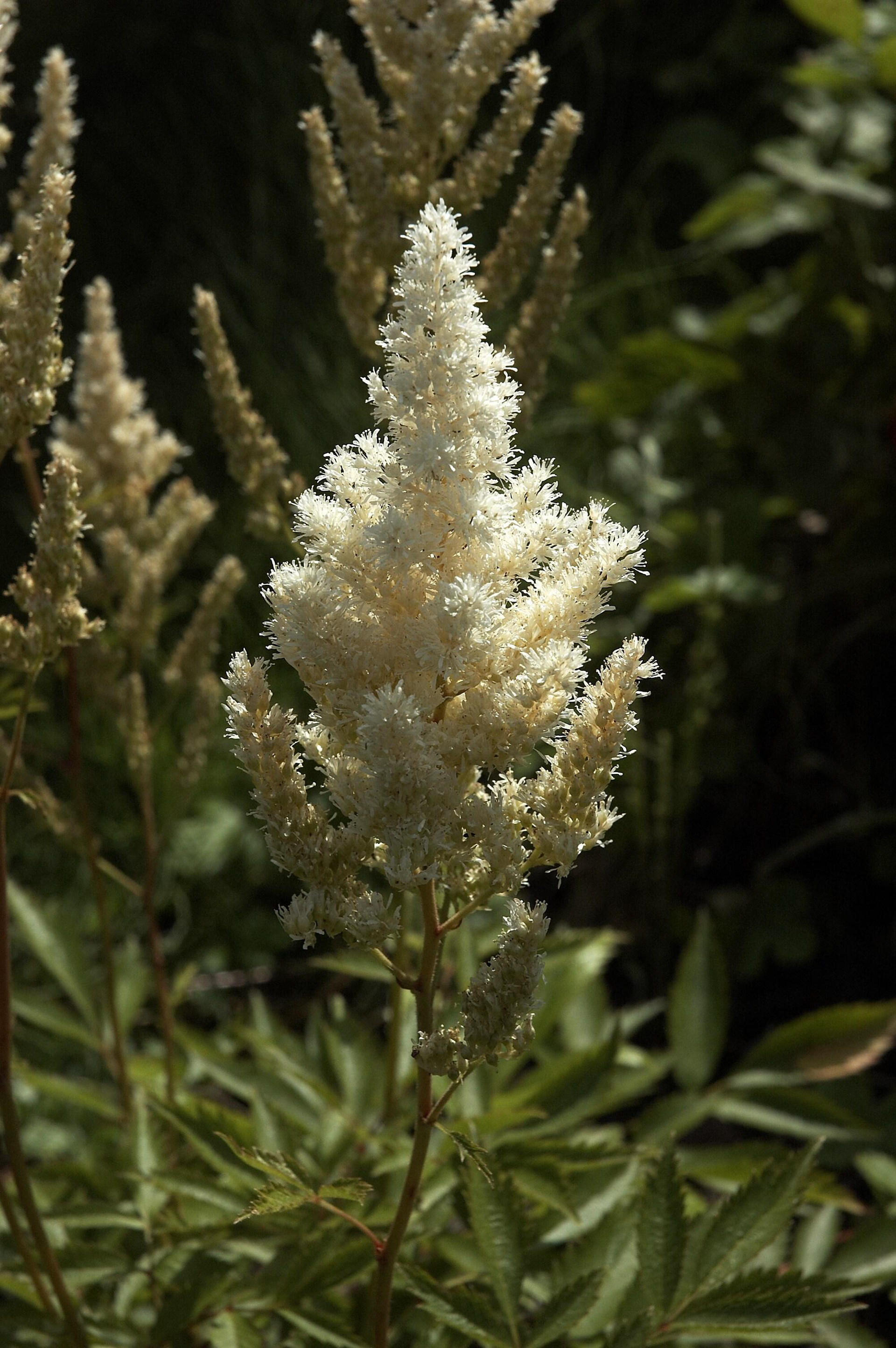Astilbe Deutshcland
