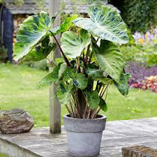 Colocasia Esculenta Elephant Ear