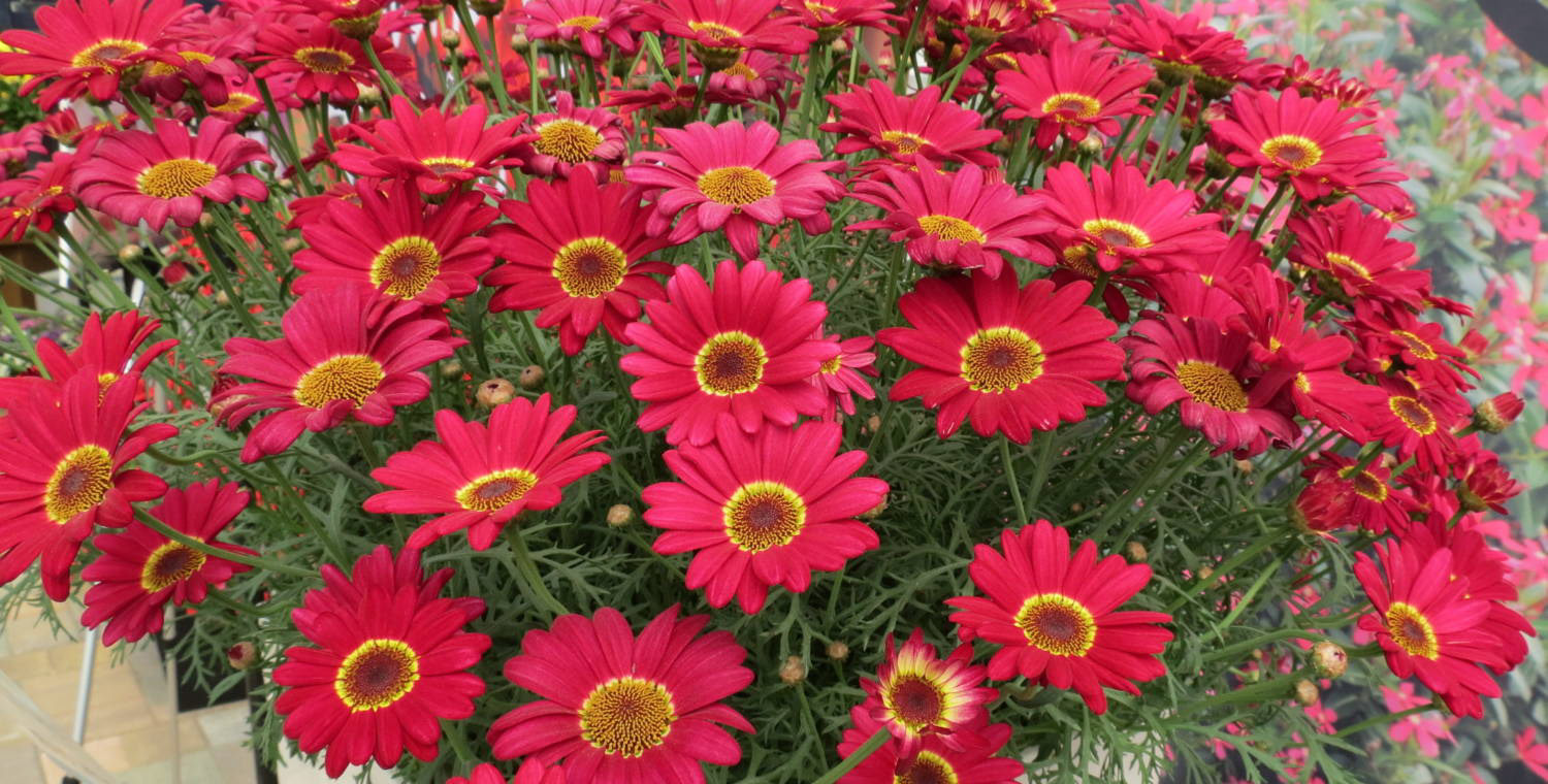 Argyranthemum Grand Daisy Red