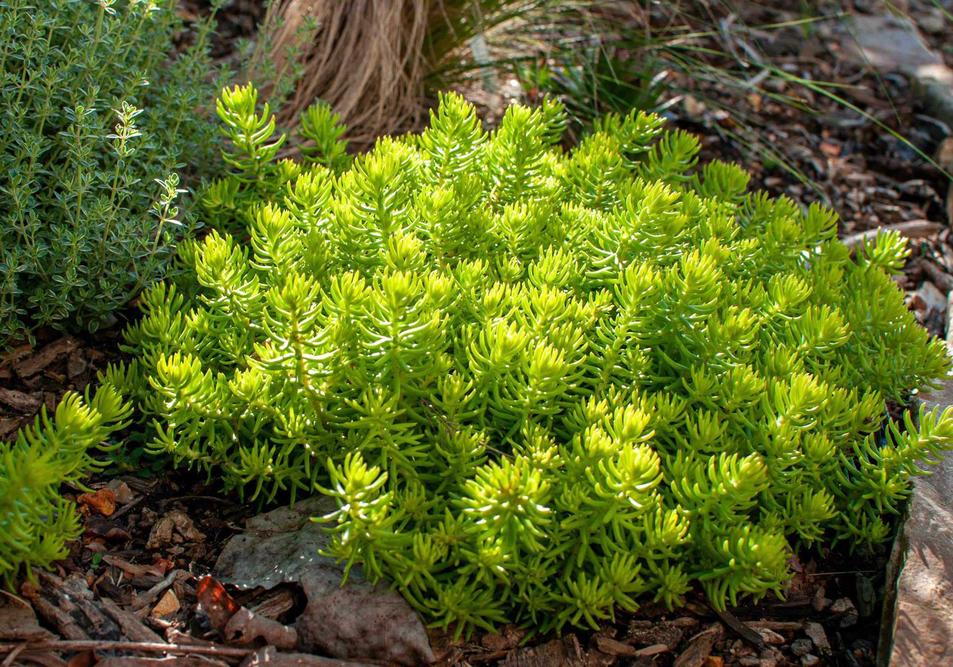Sedum Angelina Prima