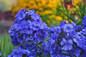 Phlox ~ Tall Garden Blue Paradise