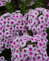 Phlox ~ Tall Garden KaPow White Bi-Color