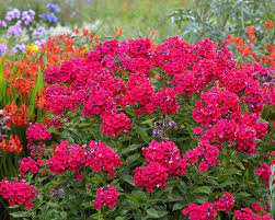Phlox ~ Tall Garden ~ Red Riding Hood