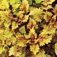 Coleus Honey Bear