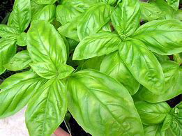 Basil Large Leaf Italian