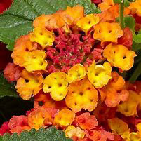 Lantana Bandolero Guava