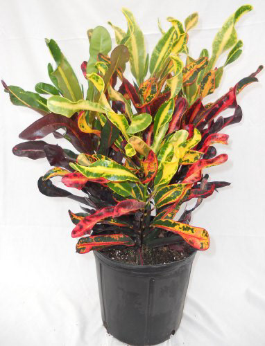 Croton Mammy