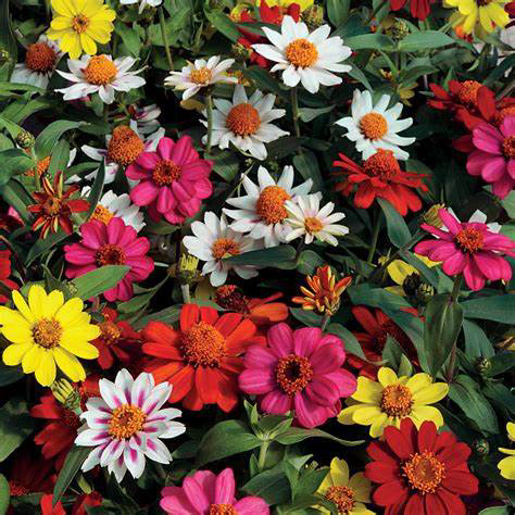 Zinnia Zahara Mix