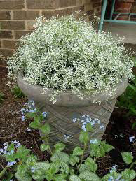 Euphorbia Glitz