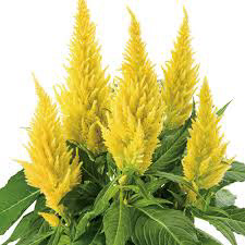Celosia Yellow