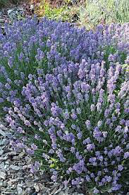 Lavender Vincenza Blue