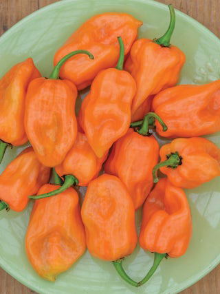 HOT Habanero