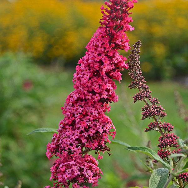Butterfly Bush "Monarch Prince Charming"