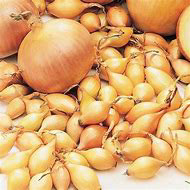 Yellow Onion Sets