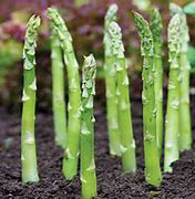 Asparagus ~ Martha Washington