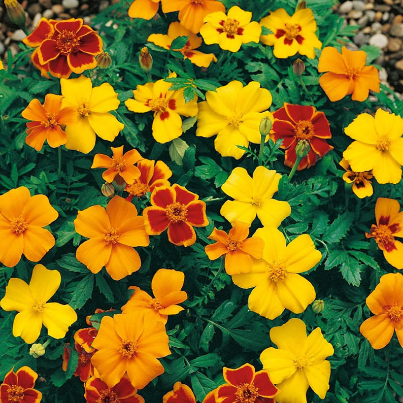 Marigold Disco