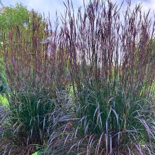Grass Blackhawks